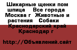 Шикарные щенки пом шпица  - Все города, Москва г. Животные и растения » Собаки   . Краснодарский край,Краснодар г.